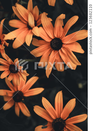 黃色花特寫鏡頭 黃色花特寫鏡頭 123682110