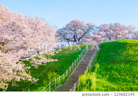 Cherry blossoms of the Marugameyama ancient burial mound (Sakitama Mound Tomb Park) 123682145