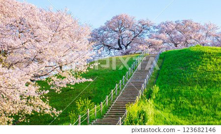 Cherry blossoms of the Marugameyama ancient burial mound (Sakitama Mound Tomb Park) 123682146