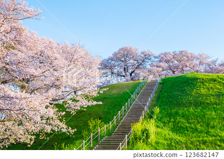 Marugameyama古墳（Sakitama Mound Tomb Park）的櫻花 123682147