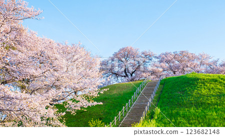 Marugameyama古墳（Sakitama Mound Tomb Park）的櫻花 123682148