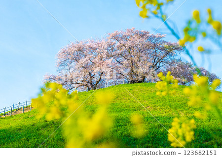 Cherry blossoms of the Marugameyama ancient burial mound (Sakitama Mound Tomb Park) Cherry blossoms of the Marugameyama ancient burial mound (Sakitama Mound Tomb Park) 123682151