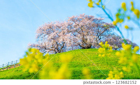Cherry blossoms of the Marugameyama ancient burial mound (Sakitama Mound Tomb Park) 123682152
