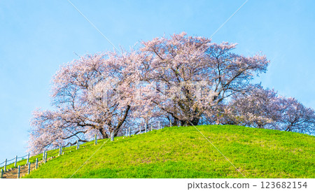 Cherry blossoms of the Marugameyama ancient burial mound (Sakitama Mound Tomb Park) 123682154