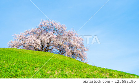 Marugameyama古墳（Sakitama Mound Tomb Park）的櫻花 123682190