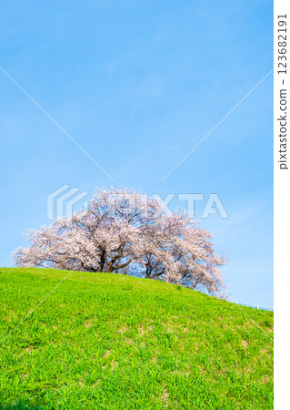 Marugameyama古墳（Sakitama Mound Tomb Park）的櫻花 123682191