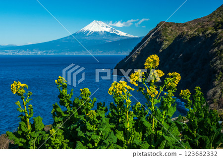 Rapeseed blossoms and Mt. Fuji as seen from Ida in Nishiizu Rapeseed blossoms and Mt. Fuji as seen from Ida in Nishiizu 123682332