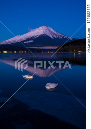 山中湖上沉睡的天鵝和倒置的富士山 123682335