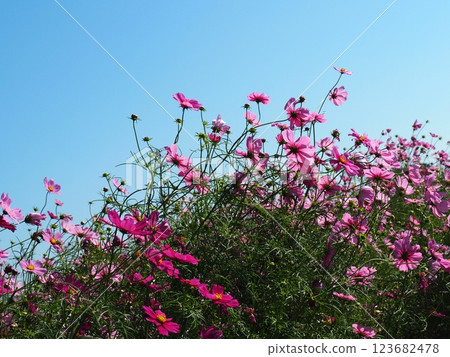 藍天和波斯菊 123682478