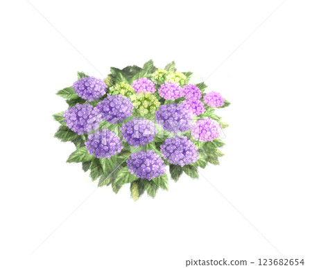 繡球 繡球 123682654