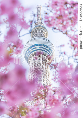 《東京》東京晴空塔和河津櫻 《東京》東京晴空塔和河津櫻 123682683
