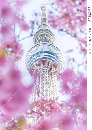 《東京》東京晴空塔和河津櫻 123682684