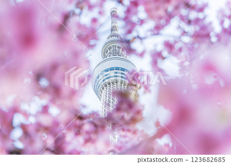 《東京》東京晴空塔和河津櫻 123682685