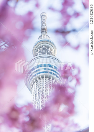 《東京》東京晴空塔和河津櫻 123682686