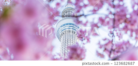 "Tokyo" Tokyo Sky Tree and Kawazu Sakura 123682687
