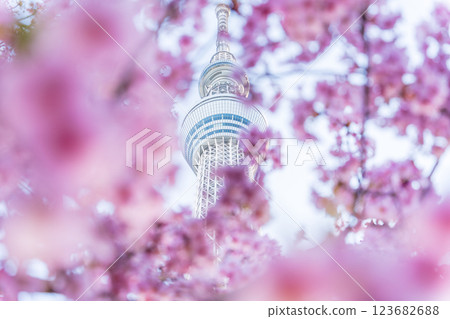 "Tokyo" Tokyo Sky Tree and Kawazu Sakura 123682688