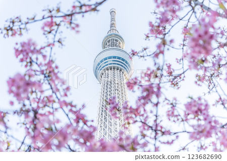 "Tokyo" Tokyo Sky Tree and Kawazu Sakura 123682690