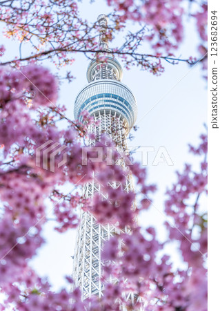 "Tokyo" Tokyo Sky Tree and Kawazu Sakura "Tokyo" Tokyo Sky Tree and Kawazu Sakura 123682694