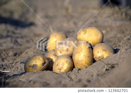 Freshly harvested potatoes lying on fertile soil in a sunlit field, symbolizing autumn harvest Freshly harvested potatoes lying on fertile soil in a sunlit field, symbolizing autumn harvest 123682701