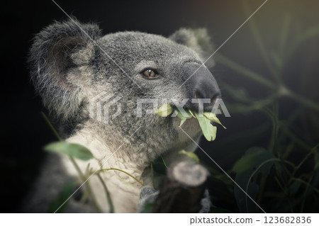 Australian Koala 123682836