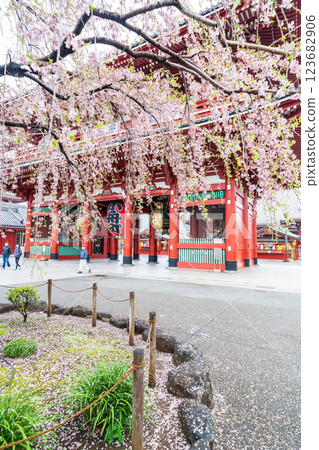 "Tokyo" Scenery of the weeping cherry blossoms and Hozomon Gate at Sensoji Temple "Tokyo" Scenery of the weeping cherry blossoms and Hozomon Gate at Sensoji Temple 123682906