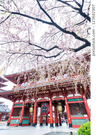 「東京」淺草寺的垂枝櫻花和寶藏門的風景 123682907