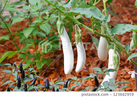 Long white eggplant on the tree Long white eggplant on the tree 123682959