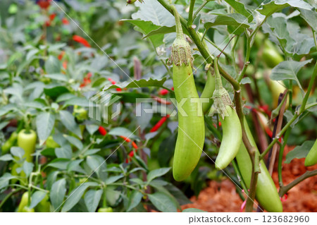 Long eggplant on the tree Long eggplant on the tree 123682960