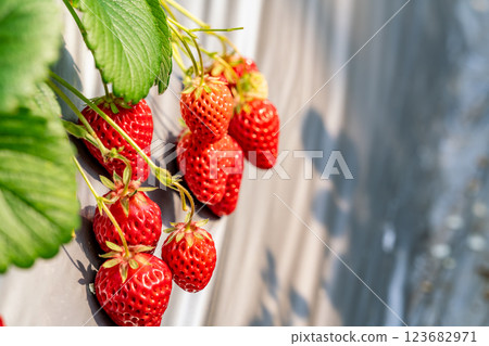 [Kanagawa Prefecture] Image of strawberries being picked in a greenhouse 123682971