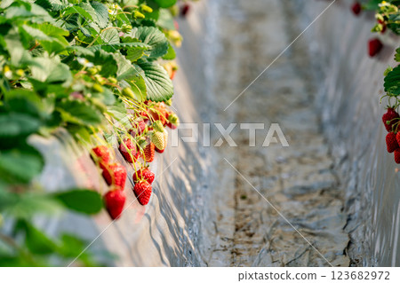 [神奈川縣] 溫室裡採草莓的照片 123682972