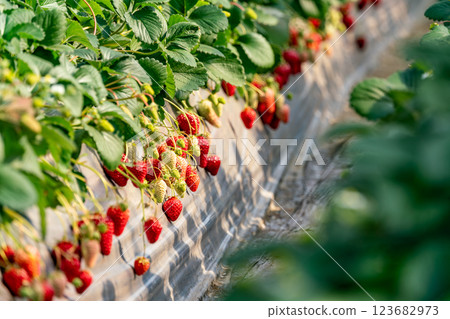 [Kanagawa Prefecture] Image of strawberries being picked in a greenhouse 123682973