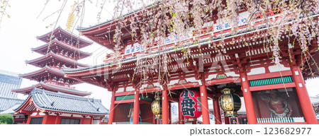 「東京」淺草寺 - 垂枝櫻花 「東京」淺草寺 - 垂枝櫻花 123682977