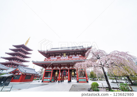 "Tokyo" Sensoji Temple - Weeping cherry blossoms 123682980