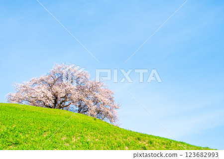 Cherry blossoms of the Marugameyama ancient burial mound (Sakitama Mound Tomb Park) 123682993