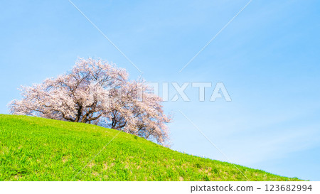 Cherry blossoms of the Marugameyama ancient burial mound (Sakitama Mound Tomb Park) 123682994