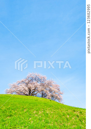 Marugameyama古墳（Sakitama Mound Tomb Park）的櫻花 123682995