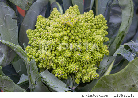 Romanesco cauliflower  123683113