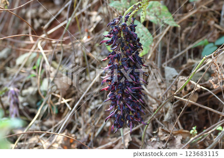 Velvet bean (Mucuna pruriens) flower 123683115