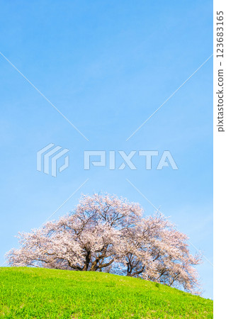Marugameyama古墳（Sakitama Mound Tomb Park）的櫻花 123683165