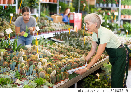 Mature female florist arranging potted cacti on flower stall in greenhouse 123683249