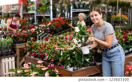 Young woman customer choosing mandevilla in flower-pots in open-air plants market Young woman customer choosing mandevilla in flower-pots in open-air plants market 123683300