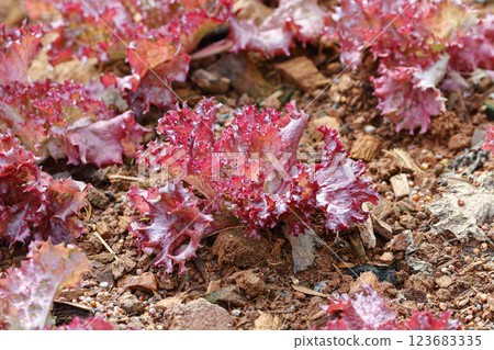 Red coral lettuce growing on the ground Red coral lettuce growing on the ground 123683335
