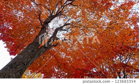 Looking up at the red leaves of a tree 123683354