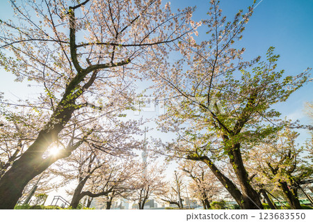 「東京」隅田公園春景 123683550