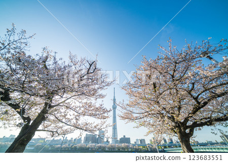 「東京」隅田公園春景 123683551