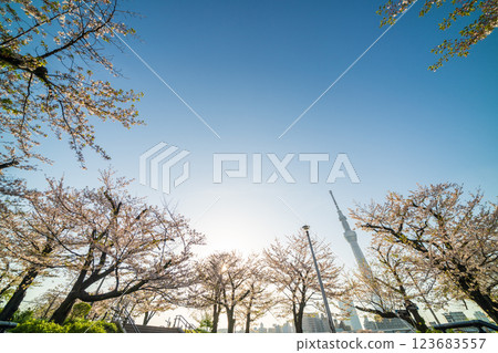 「東京」隅田公園春景 123683557