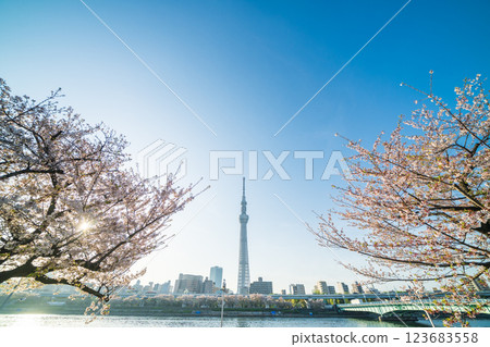 「東京」隅田公園春景 123683558