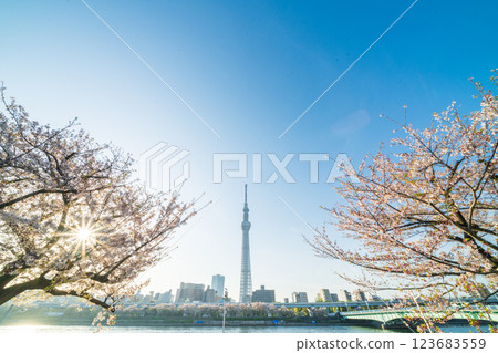 「東京」隅田公園春景 123683559