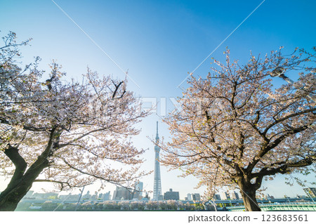 「東京」隅田公園春景 123683561