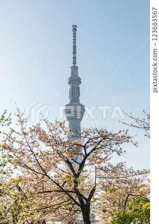 "Tokyo" Sumida Park Spring scenery 123683567